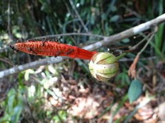 Passiflora glandulosa