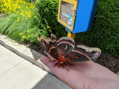 Hyalophora cecropia