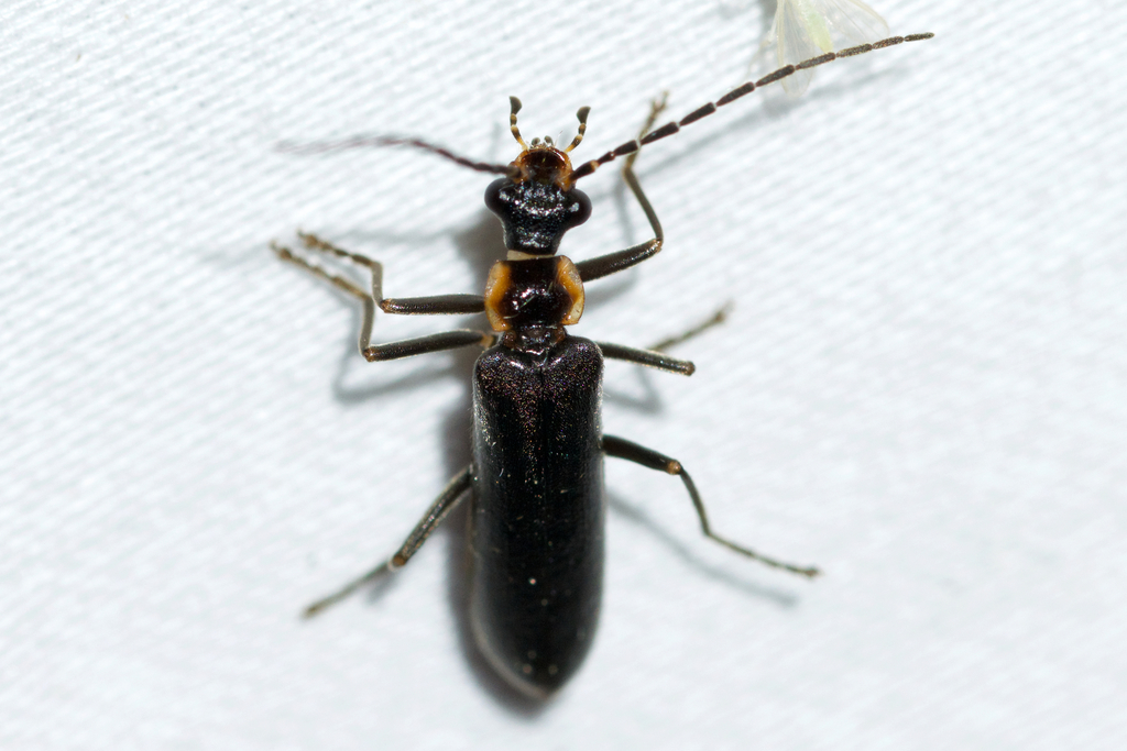 Podabrus diadema