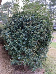 Osmanthus