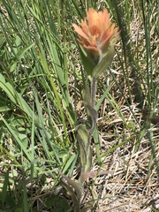 Castilleja gracillima