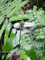 Leptogomphus sauteri formosanus