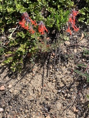 Ipomopsis aggregata aggregata