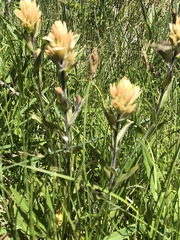 Castilleja gracillima