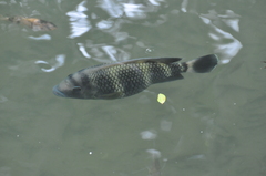 Heterotilapia buettikoferi
