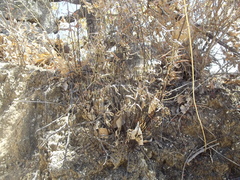 Pellaea ternifolia brandegeei