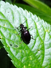 Physodera eschscholtzii