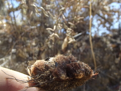 Pellaea ternifolia brandegeei