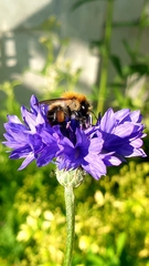 Bombus pascuorum