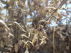 Pellaea ternifolia brandegeei