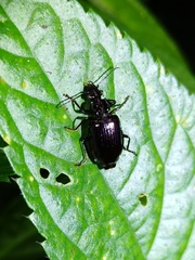 Physodera eschscholtzii