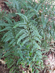 Asplenium lyallii