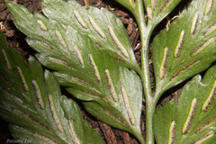 Asplenium lyallii