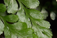 Asplenium lyallii