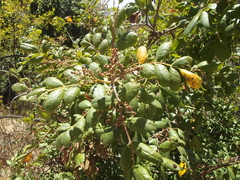 Rhus tepetate