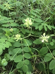Astragalus glycyphyllos
