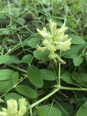 Astragalus glycyphyllos