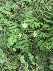 Astragalus glycyphyllos