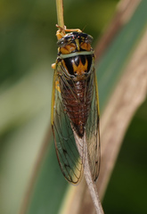 Diceroprocta delicata