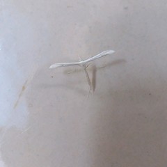 Hellinsia homodactylus