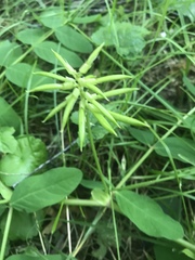 Astragalus glycyphyllos