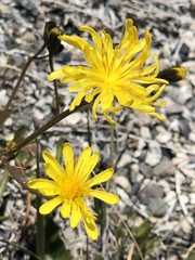 Crepis runcinata
