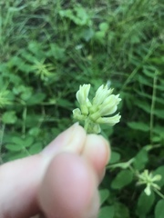 Astragalus glycyphyllos