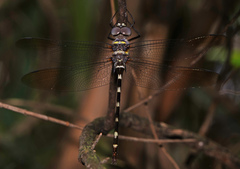 Macromia annulata