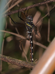 Macromia annulata