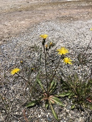 Crepis runcinata