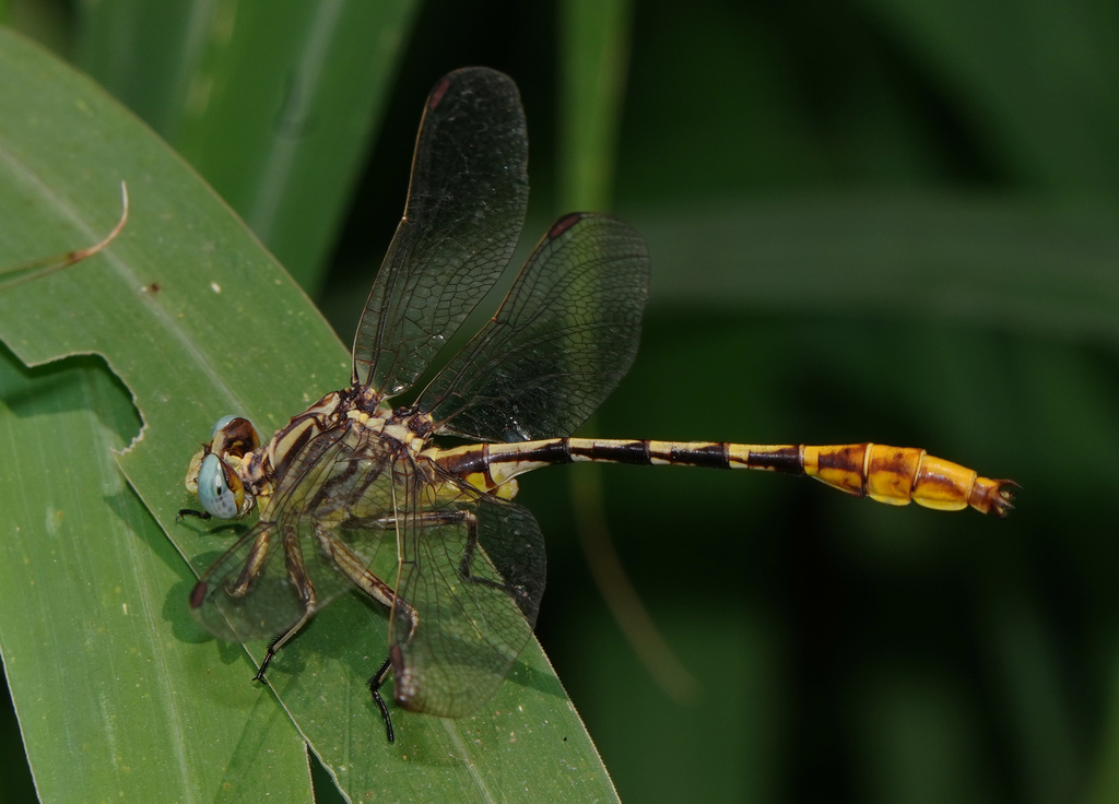 Sulphur-tipped Clubtail
