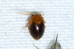 Prionocyphon discoideus