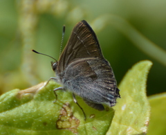 Satyrium tetra
