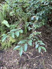 Plinia cauliflora