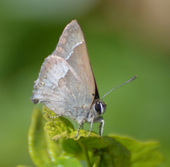 Satyrium tetra