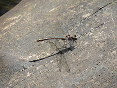 Phanogomphus lividus