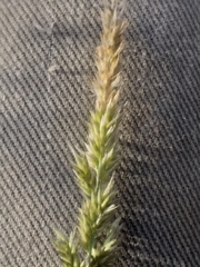 Enneapogon cenchroides