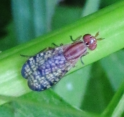 Limnia boscii