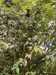 Plinia cauliflora