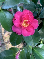 Camellia hiemalis