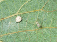 Chrysso lingchuanensis