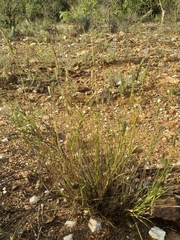 Enneapogon cenchroides