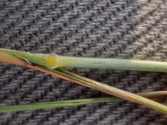 Enneapogon cenchroides