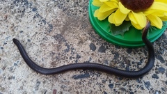 Carphophis amoenus amoenus