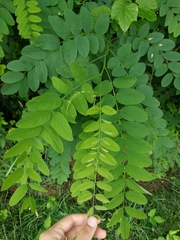 Robinia pseudoacacia