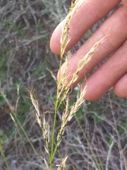 Stipa dregeana