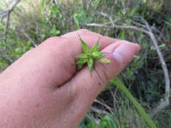 Carex folliculata