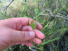 Carex folliculata