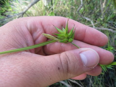 Carex folliculata
