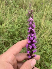 Liatris acidota